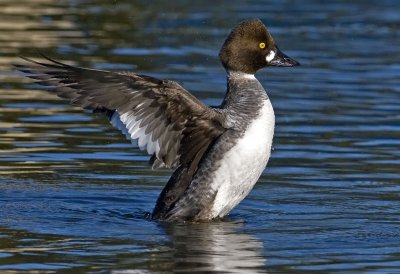 Common Goldeneye (Bucephala clangula)