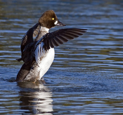 Common Goldeneye (Bucephala clangula)