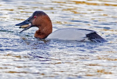Canvasback swallowing a clam