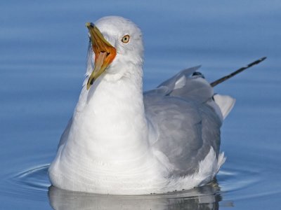 Ring-billed Gull
