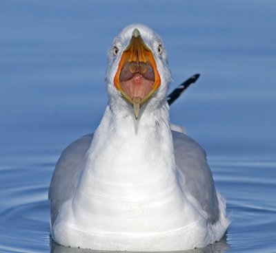 Ring-billed Gull