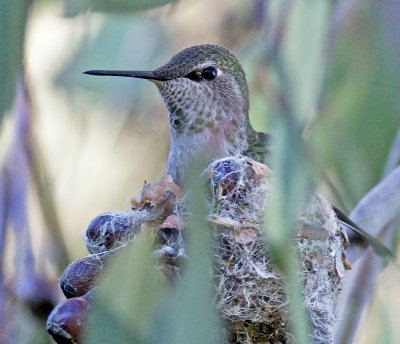 Anna's Hummingbird on her nest