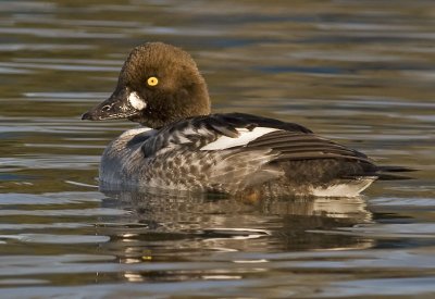 Female Common Goldeneye