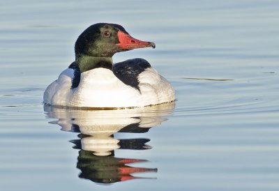 Common Merganser (Mergus merganser)