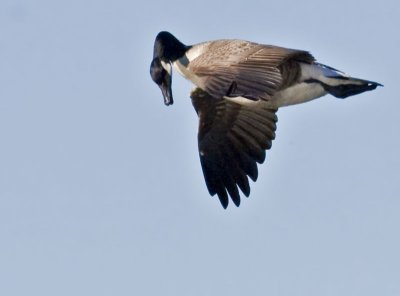 Canada Goose checks out Shoreline Lake from 100 feet in the air