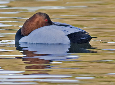 Male Canvasback - Full of clams, resting but watching