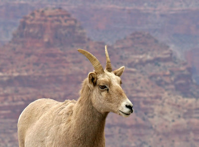 Female Desert Bighorn Sheep