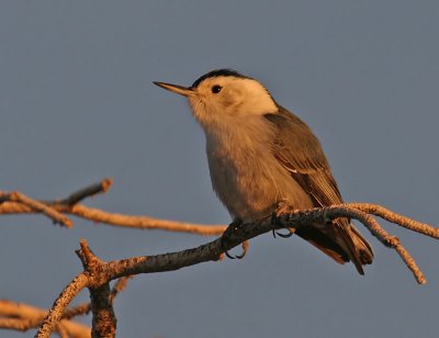White-breasted Nuthatch greets the dawn at Yaqi Point