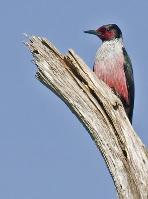 Lewis Woodpecker (Melanerpes lewis)