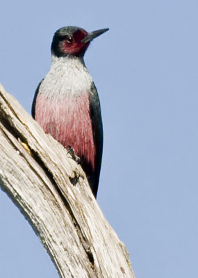 Lewis' Woodpecker (Melanerpes lewis)