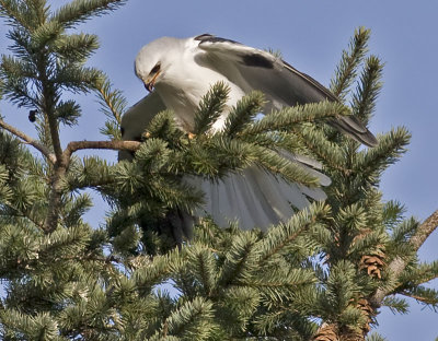 White-tailed Kite   #2 of 10   Mantling the rodent