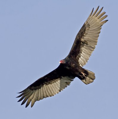Turkey Vulture flyover