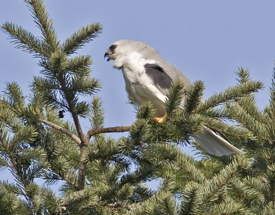 White-tailed Kite   #7 of 10 Almost gone