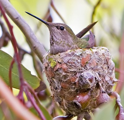Anna's Hummingbird on her nest