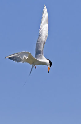 Forster's Tern Spots a Fish
