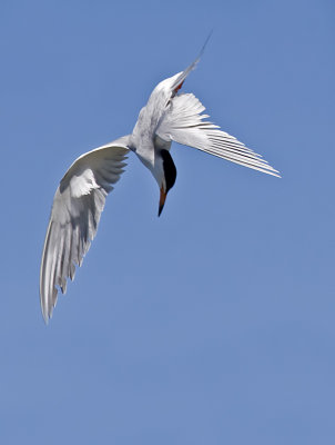 Forster's Tern - Twists it's body to position itself