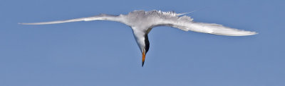 Forster's Tern - Lined up and on it's way to the fish