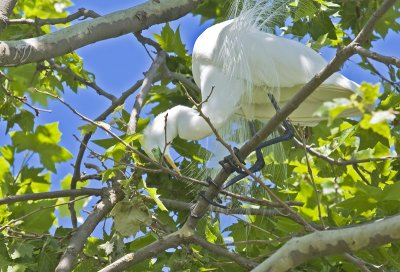 Great Egret at early stages of nest building(Stick #4)