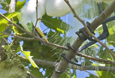 Great Egret - Close crop of adjusting stick #4