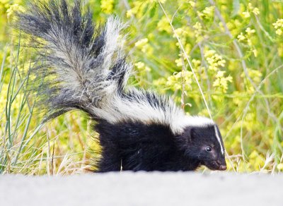 After noticing us on the opposite side of the road, the skunk decides on its game plan