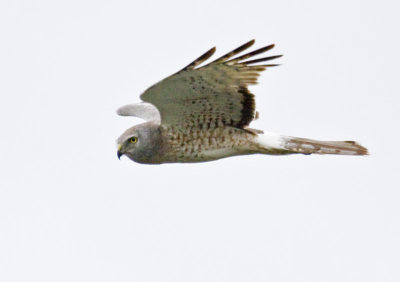 Northern Harrier flyby