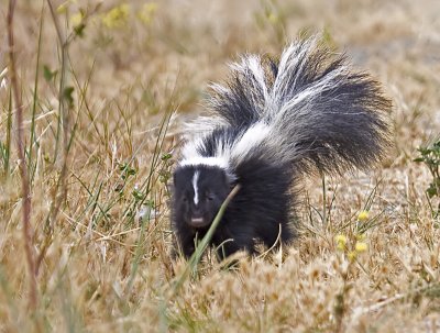 Road crossing completed. Why did the skunk cross the road? I haven't a clue.