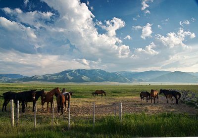 horses.jpg