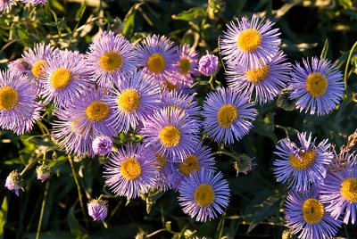 IMGP3059aster2.jpg