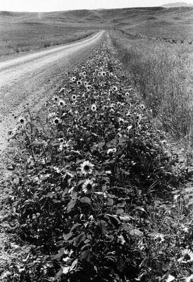 sunflowerroad.jpg