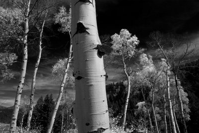 BWIMGP5456IR.jpg