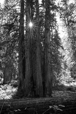 cedarstar.jpg