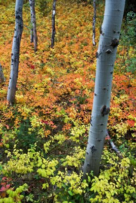 undergrowth.jpg