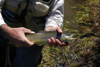 trout2.jpg