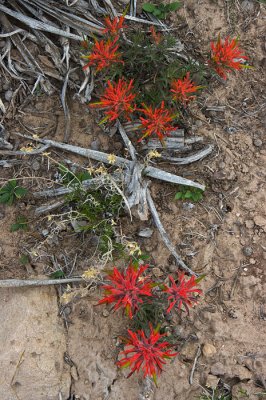 Indian Paintbrush