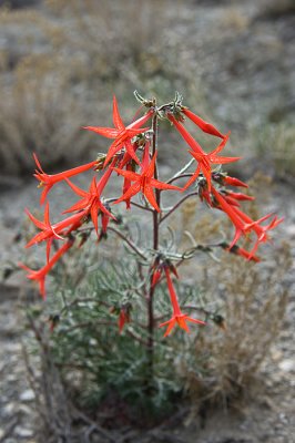 Scarlet Gilia