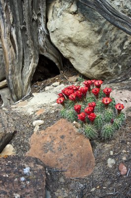 Claret Cup Cactus