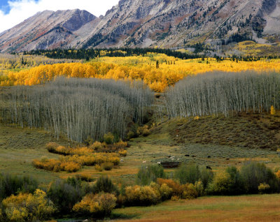 Pasture and Aspen Groves Along Ohio Creek