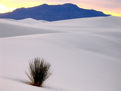 Yucca at Sunset