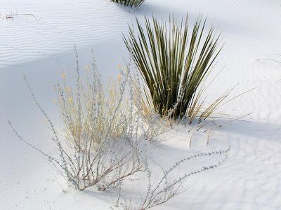 Desert Flora