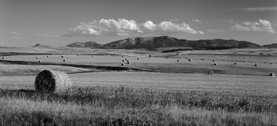 Haybales