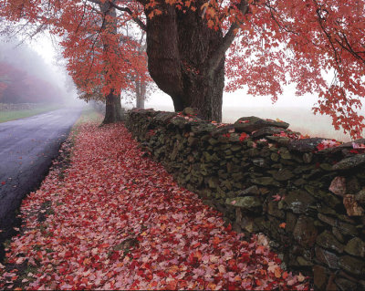 Maple Tree and Stone Fence