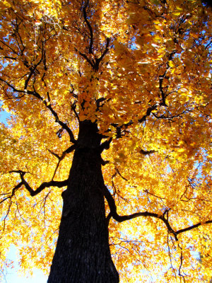 Hickory