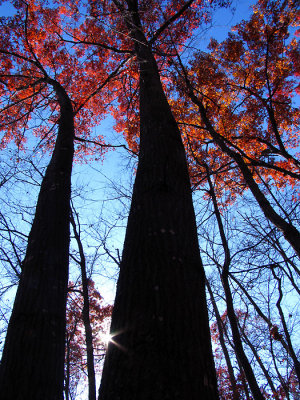 Red Oak Silhouette