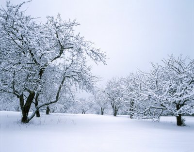 Snow Covered Apple Orchard