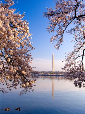 Washington Monument and Ducks