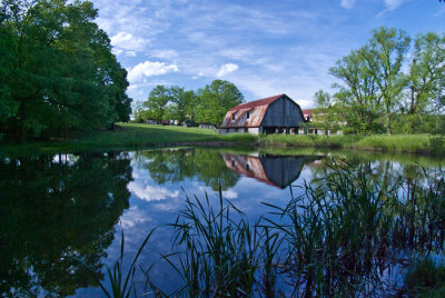 buckbarncattails.jpg