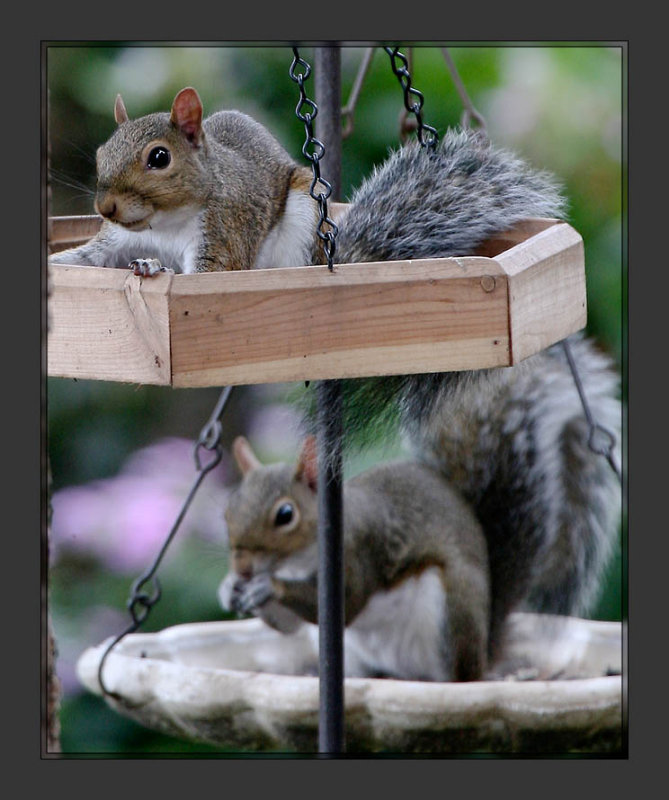 Bird Feeders2