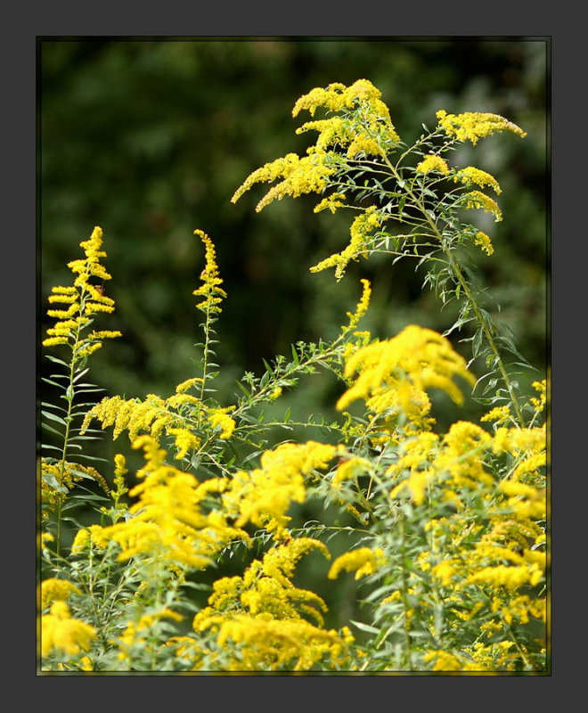 Goldenrod