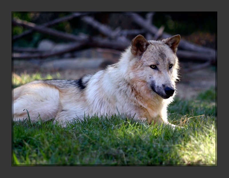 Timber Wolf