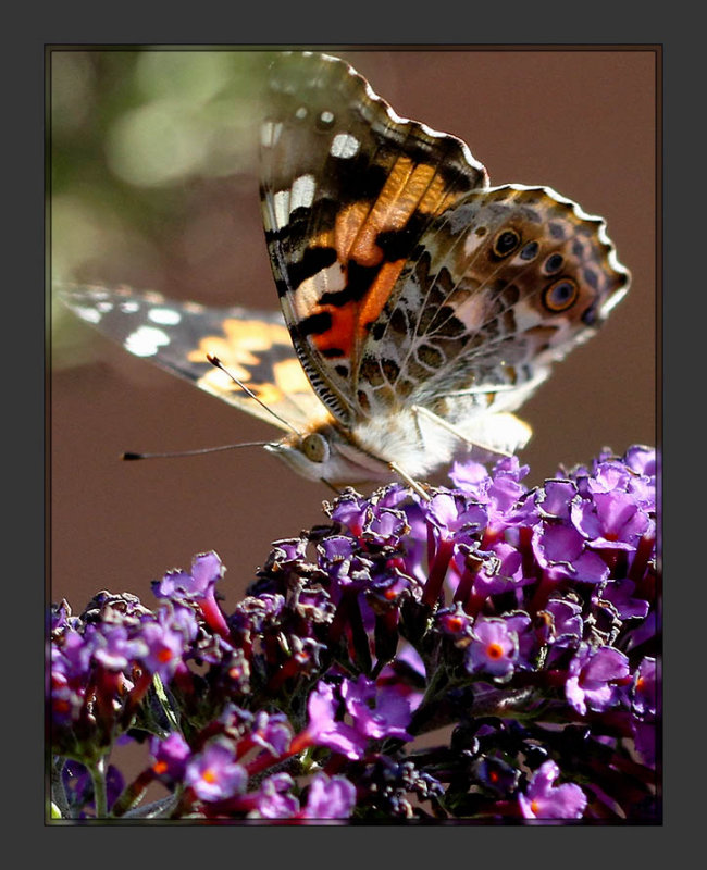 Butterfly_01